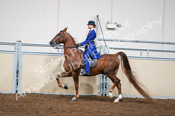 2020 - AB Morgan Horse - Fri, Sept 04 - 04982