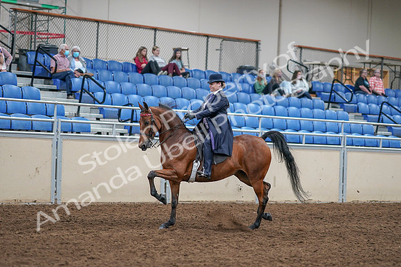 2020 - AB Morgan Horse - Fri, Sept 04 - 11217