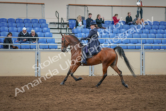 2020 - AB Morgan Horse - Sat, Sept 05 - 09707