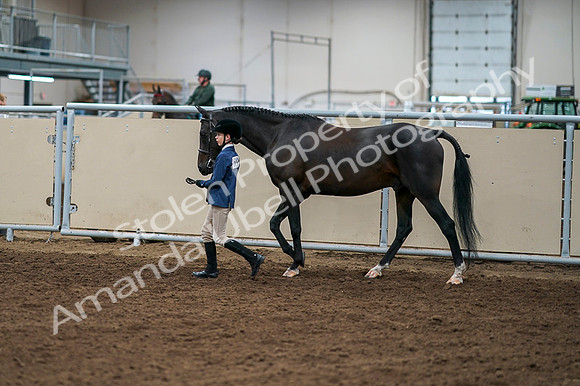 2020 - AB Morgan Horse - Fri, Sept 04 - 00912