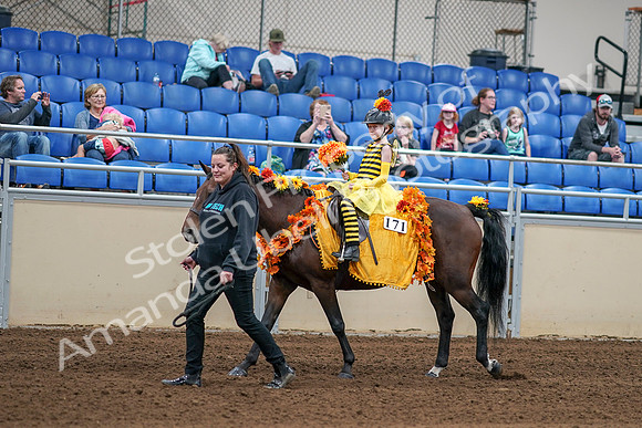 2020 - AB Morgan Horse - Sat, Sept 05 - 05768