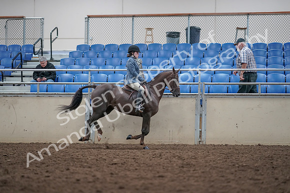 2019 Morgan Horse Show - Aug 31, 2019 - 16771