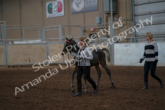 2019 Morgan Horse Show - Aug 30, 2019 - 24845