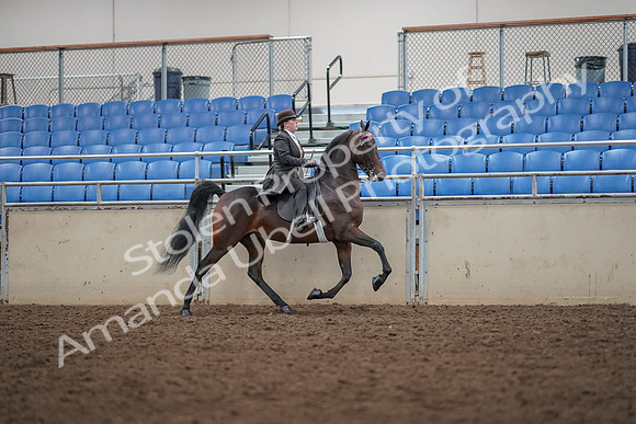 2019 Morgan Horse Show - Aug 30, 2019 - 28077