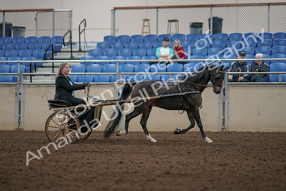 2019 Morgan Horse Show - Aug 31, 2019 - 04534