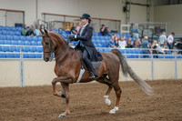2020 - AB Morgan Horse - Fri, Sept 04 - 11085