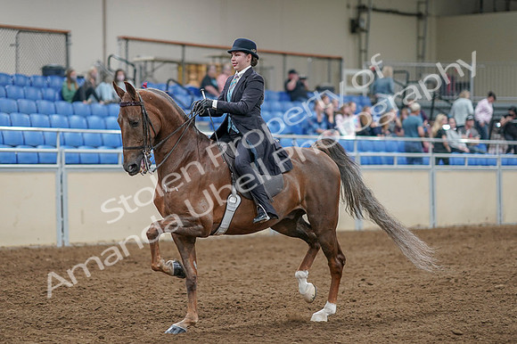 2020 - AB Morgan Horse - Fri, Sept 04 - 11085