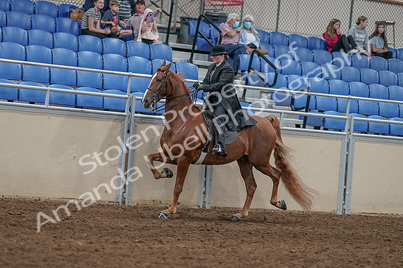 2020 - AB Morgan Horse - Fri, Sept 04 - 11438