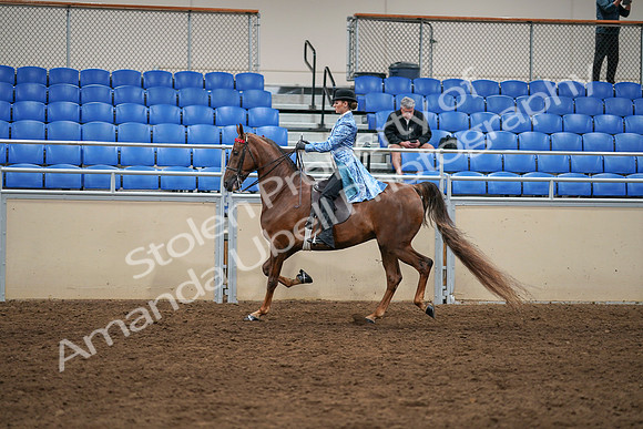 2020 - AB Morgan Horse - Sat, Sept 05 - 03320