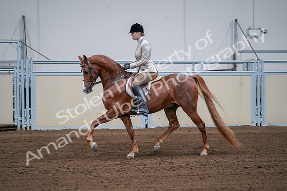 2020 - AB Morgan Horse - Fri, Sept 04 - 01641
