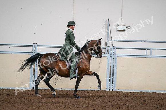 2020 - AB Morgan Horse - Fri, Sept 04 - 03390