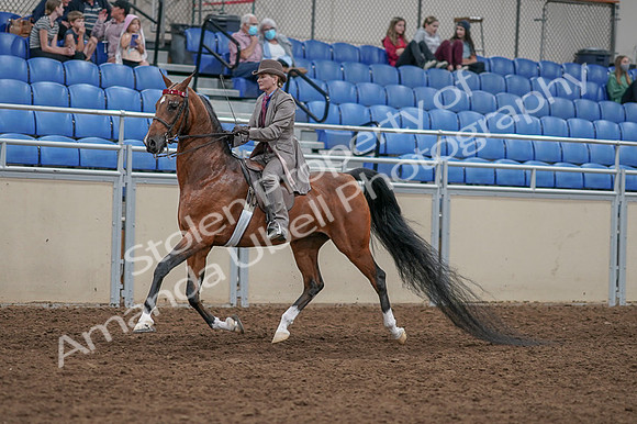 2020 - AB Morgan Horse - Fri, Sept 04 - 11368
