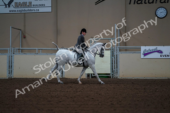 2019 Morgan Horse Show - Aug 30, 2019 - 17626