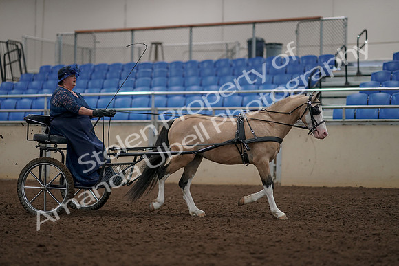 2019 Morgan Horse Show - Aug 31, 2019 - 04479