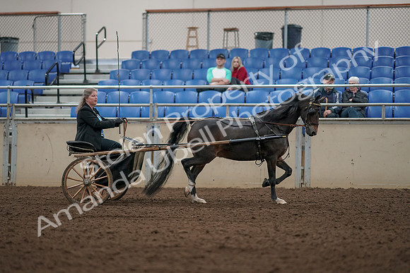 2019 Morgan Horse Show - Aug 31, 2019 - 04535