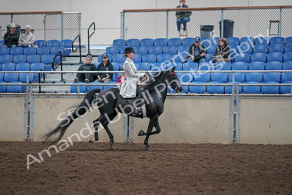 2019 Morgan Horse Show - Aug 31, 2019 - 09676