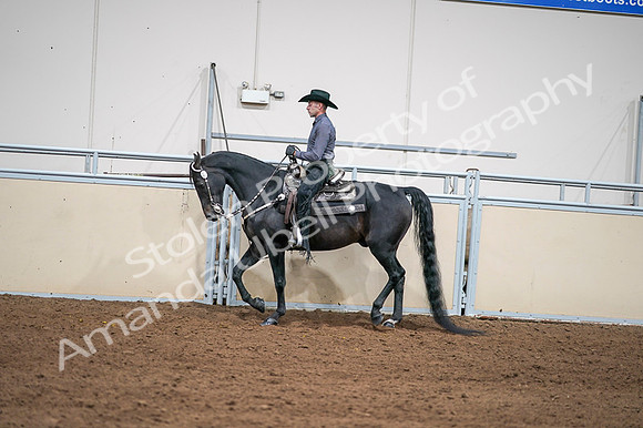 2020 - AB Morgan Horse - Fri, Sept 04 - 08394