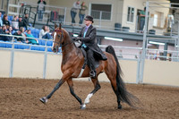 2020 - AB Morgan Horse - Sat, Sept 05 - 12913