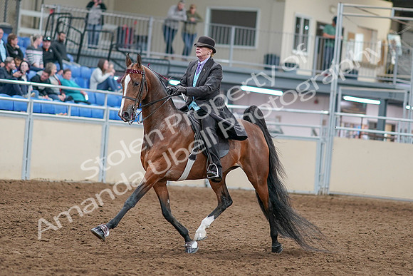 2020 - AB Morgan Horse - Sat, Sept 05 - 12913