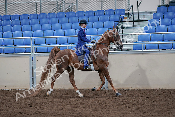 2020 - AB Morgan Horse - Fri, Sept 04 - 05241