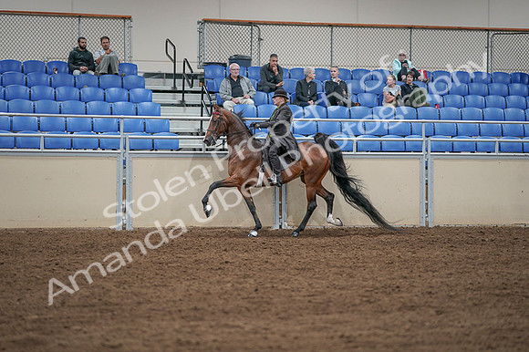 2020 - AB Morgan Horse - Fri, Sept 04 - 09637