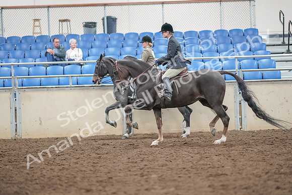 2019 Morgan Horse Show - Aug 30, 2019 - 20080