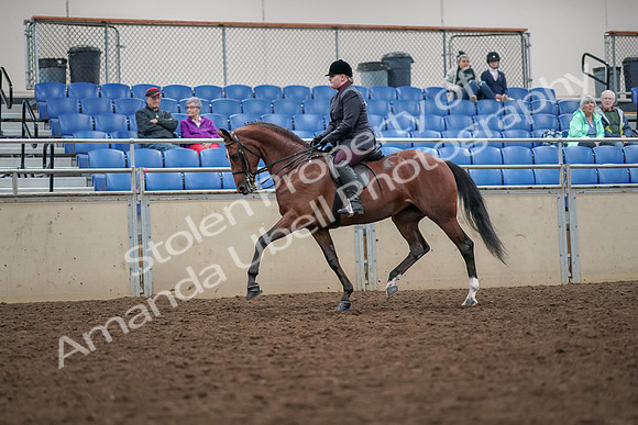 2019 Morgan Horse Show - Aug 30, 2019 - 20435