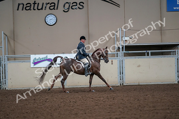 2019 Morgan Horse Show - Aug 30, 2019 - 17540