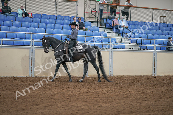 2020 - AB Morgan Horse - Fri, Sept 04 - 08284