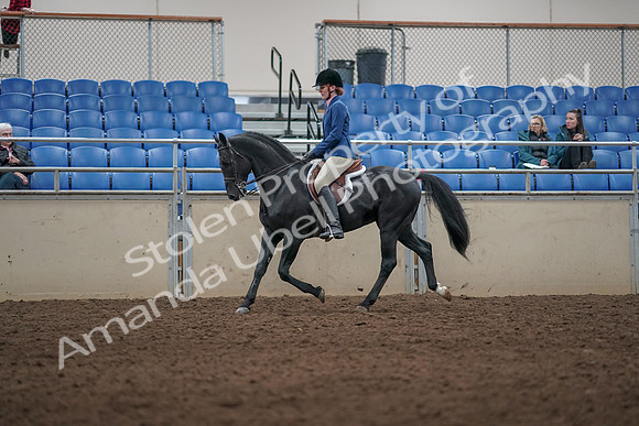 2019 Morgan Horse Show - Aug 31, 2019 - 07283