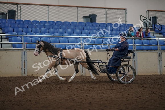2019 Morgan Horse Show - Aug 31, 2019 - 04337