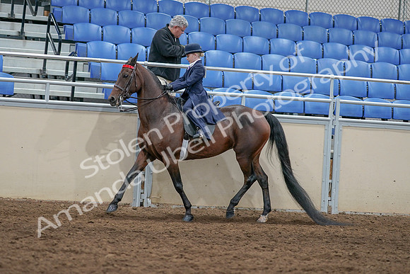 2020 - AB Morgan Horse - Sat, Sept 05 - 04782