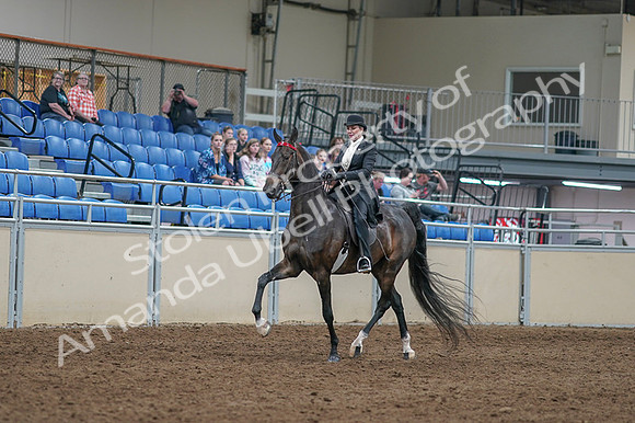2020 - AB Morgan Horse - Fri, Sept 04 - 11331