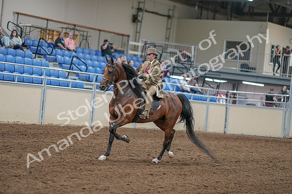 2020 - AB Morgan Horse - Fri, Sept 04 - 11403