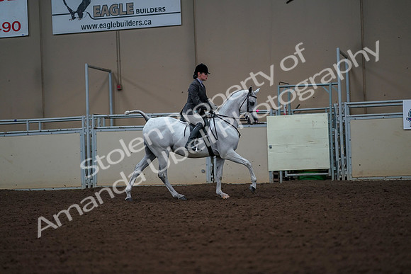 2019 Morgan Horse Show - Aug 30, 2019 - 17562