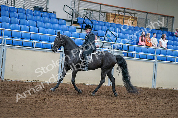 2020 - AB Morgan Horse - Fri, Sept 04 - 01527