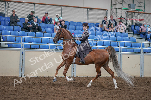 2020 - AB Morgan Horse - Fri, Sept 04 - 11199