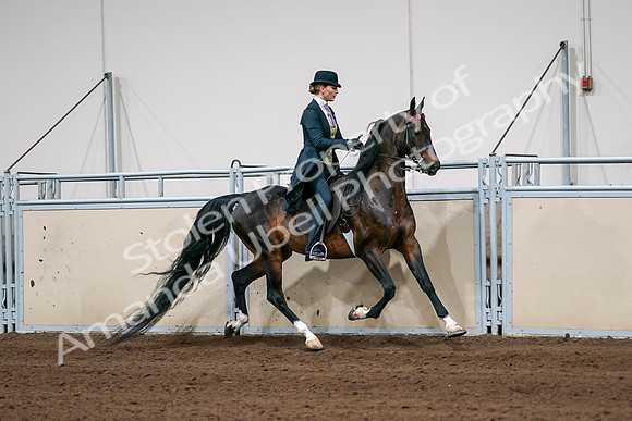 2020 - AB Morgan Horse - Sat, Sept 05 - 06402