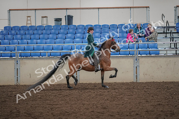 2019 Morgan Horse Show - Aug 30, 2019 - 28144