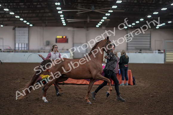 2019 Morgan Horse Show - Aug 31, 2019 - 01031