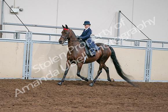 2020 - AB Morgan Horse - Sat, Sept 05 - 04913