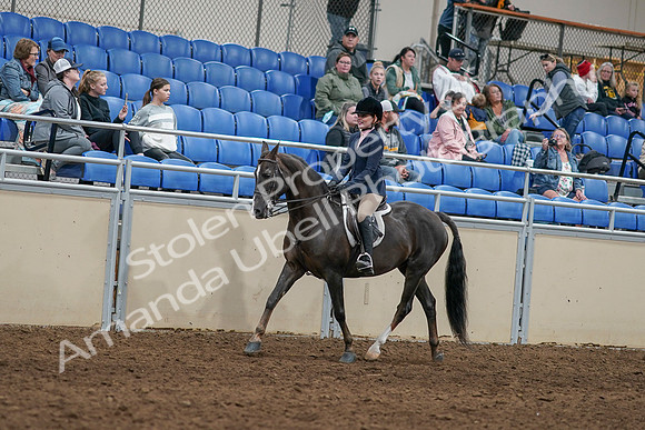 2020 - AB Morgan Horse - Sun, Sept 06 - 07735