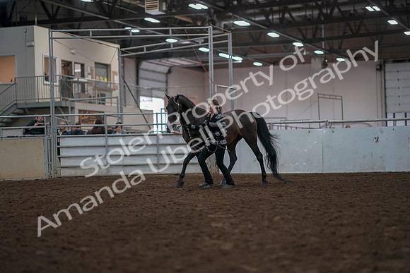 2019 Morgan Horse Show - Aug 31, 2019 - 03385
