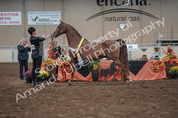 2019 Morgan Horse Show - Aug 31, 2019 - 03843