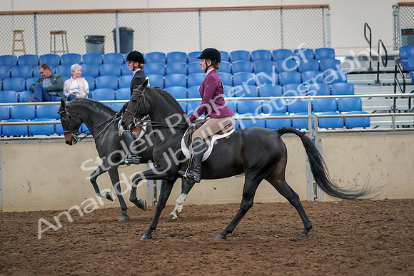 2019 Morgan Horse Show - Aug 30, 2019 - 23434