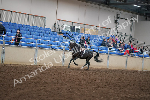 2019 Morgan Horse Show - Aug 30, 2019 - 12264