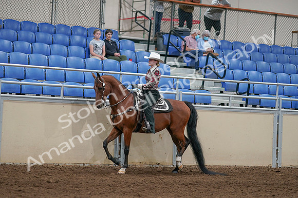 2020 - AB Morgan Horse - Fri, Sept 04 - 08307