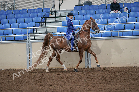 2020 - AB Morgan Horse - Fri, Sept 04 - 05253