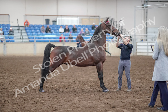 2019 Morgan Horse Show - Aug 31, 2019 - 01363