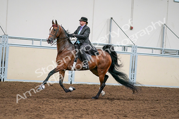 2020 - AB Morgan Horse - Sat, Sept 05 - 12996